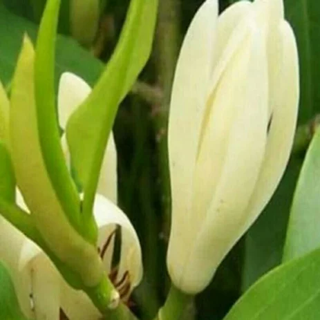 Detail Bunga Kantil Kuncup Nomer 48