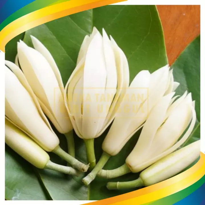 Detail Bunga Kantil Kuncup Nomer 53