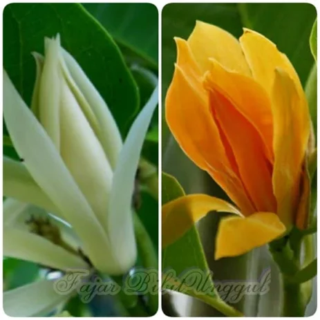 Detail Bunga Kantil Kuncup Nomer 54