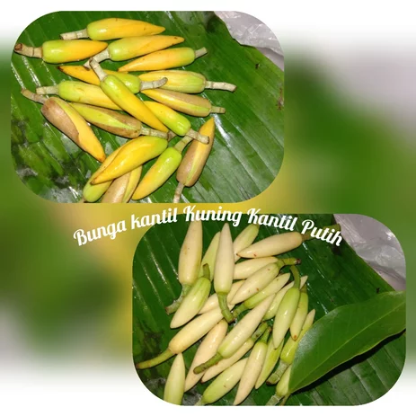 Detail Bunga Kantil Kuncup Nomer 56
