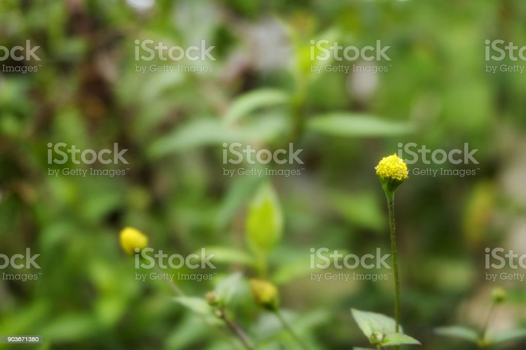 Detail Bunga Kecil Kuning Nomer 32