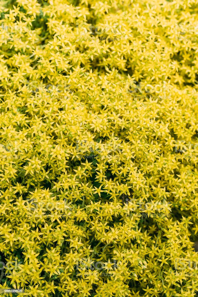 Detail Bunga Kecil Kuning Nomer 8
