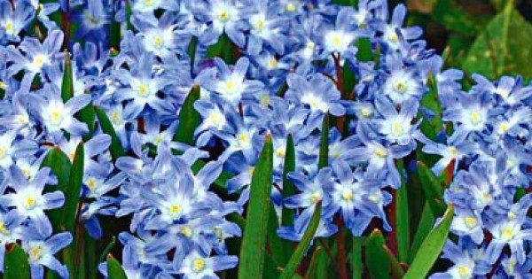 Detail Bunga Kecil Warna Biru Nomer 13
