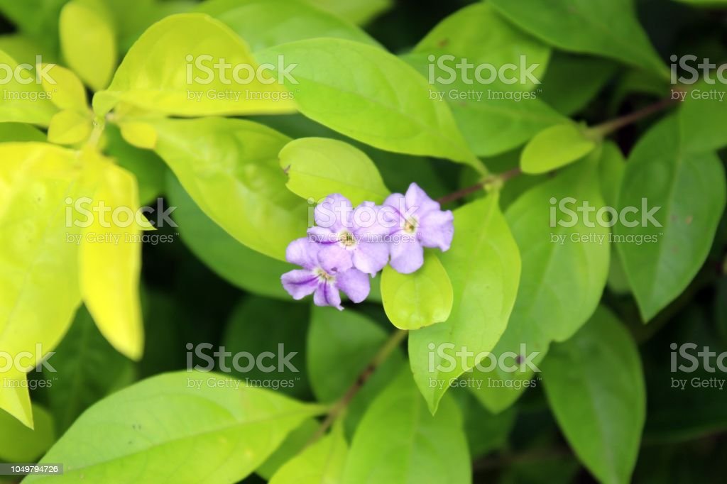 Detail Bunga Kecil Warna Biru Nomer 54