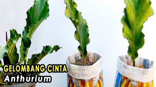 Detail Bunga Kembang Cinta Nomer 34