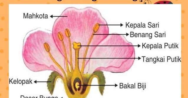 Detail Bunga Kembang Sepatu Dan Bagian Bagiannya Nomer 5
