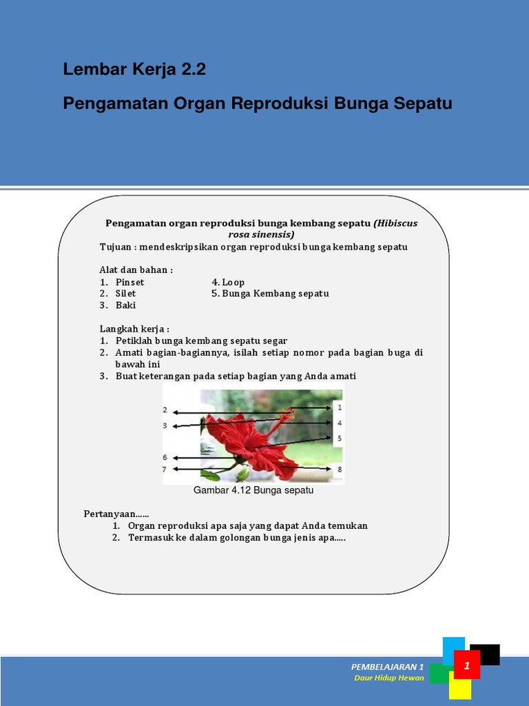 Detail Bunga Kembang Sepatu Dan Bagian Bagiannya Nomer 52