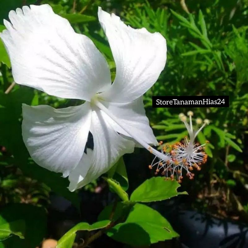 Download Bunga Kembang Sepatu Putih Nomer 23