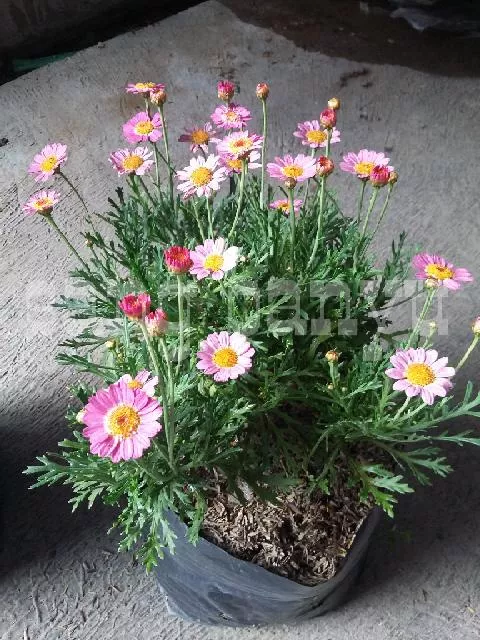 Detail Bunga Kenikir Pink Nomer 12