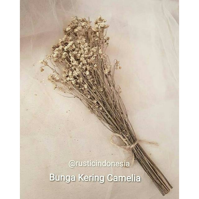 Detail Bunga Kering Estetik Nomer 16