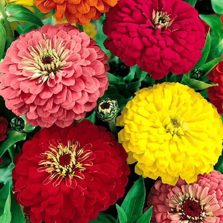 Detail Bunga Kertas Zinnia Nomer 53