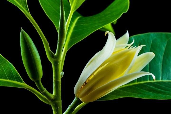 Detail Bunga Khas Aceh Nomer 30