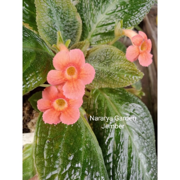 Detail Bunga Khas Aceh Nomer 43