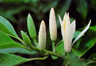 Detail Bunga Khas Aceh Nomer 45