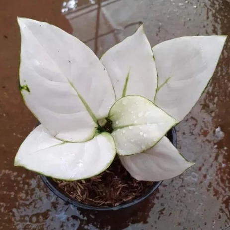 Detail Bunga Kobra Putih Nomer 46