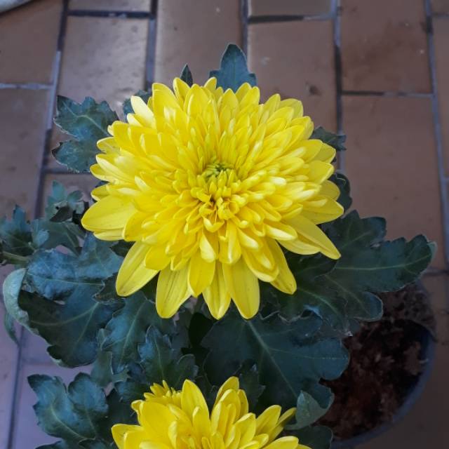 Bunga Krisan Kuning - KibrisPDR