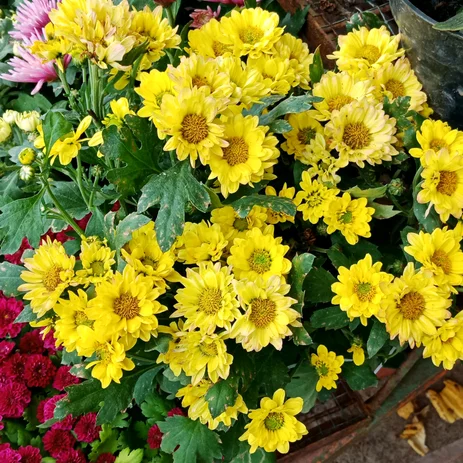 Detail Bunga Krisan Kuning Nomer 11