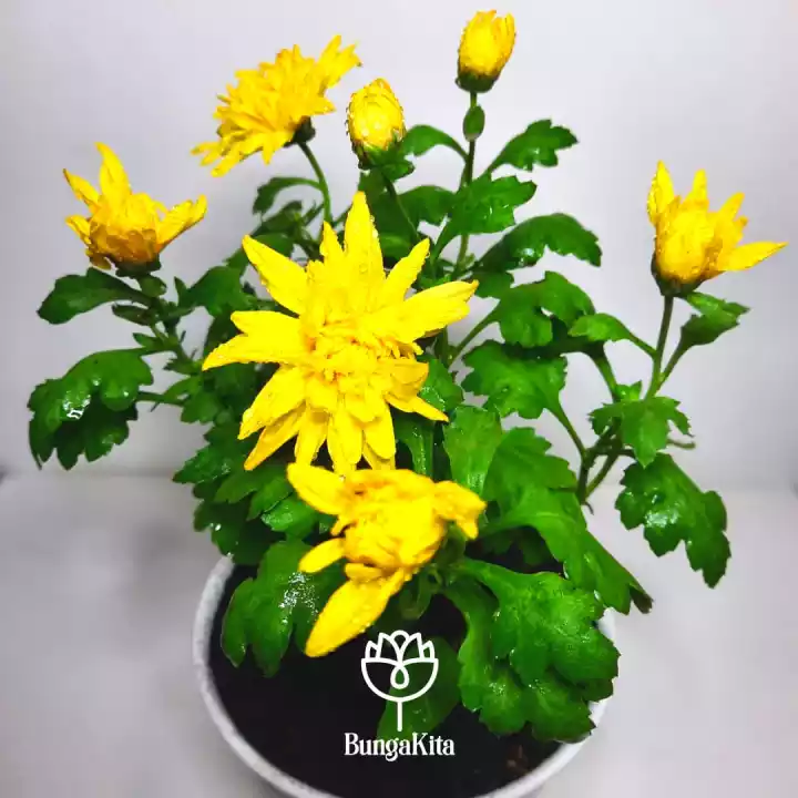Detail Bunga Krisan Kuning Nomer 39