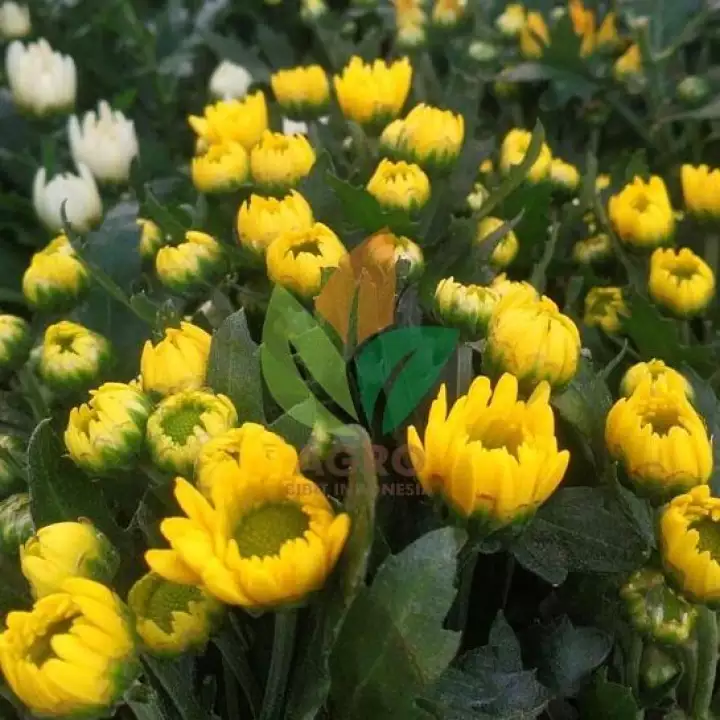 Detail Bunga Krisan Kuning Nomer 43