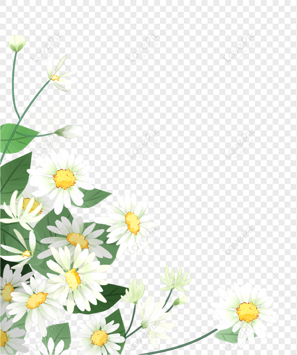 Detail Bunga Krisan Png Nomer 10