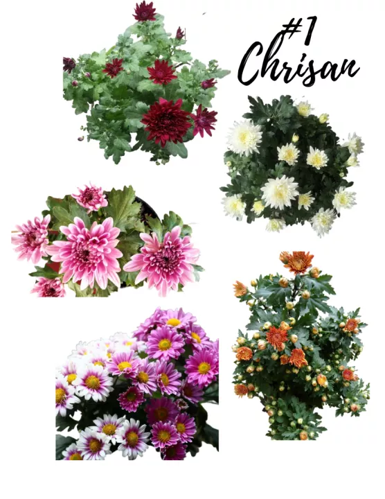 Detail Bunga Krisan Warna Warni Nomer 23