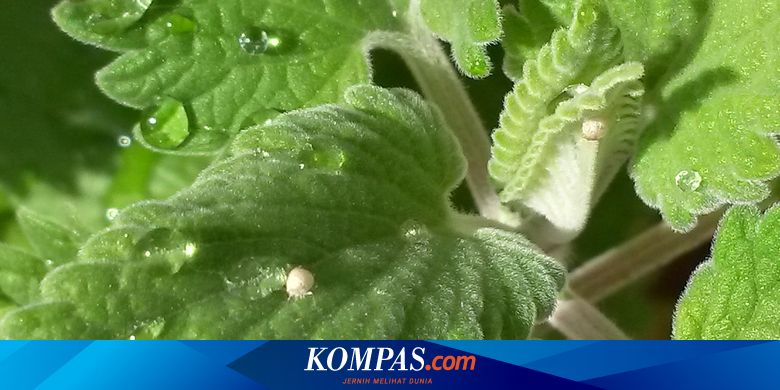 Detail Bunga Kucing Kucingan Nomer 35