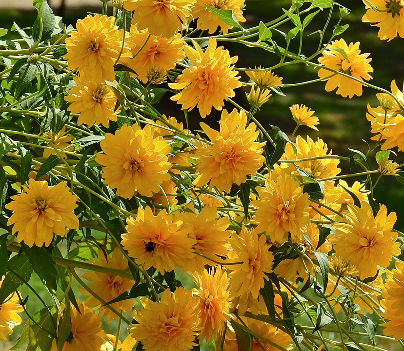 Bunga Kuning Cantik - KibrisPDR