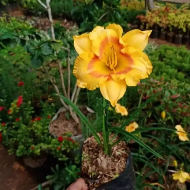 Detail Bunga Kuning Cantik Nomer 30