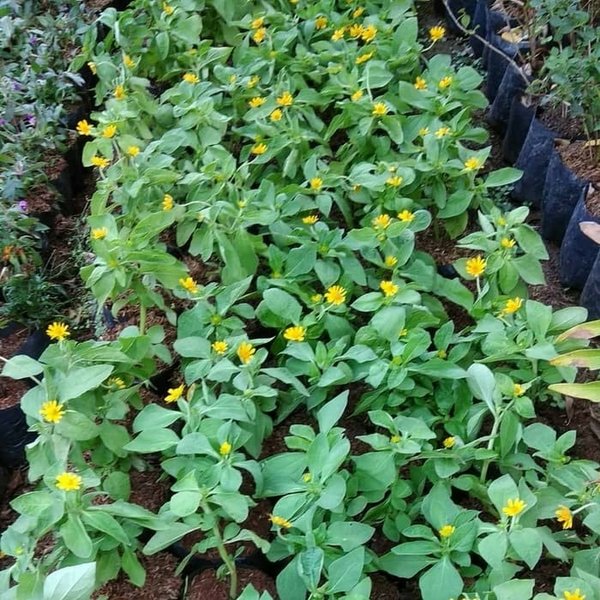 Detail Bunga Kuning Kecil Nomer 6