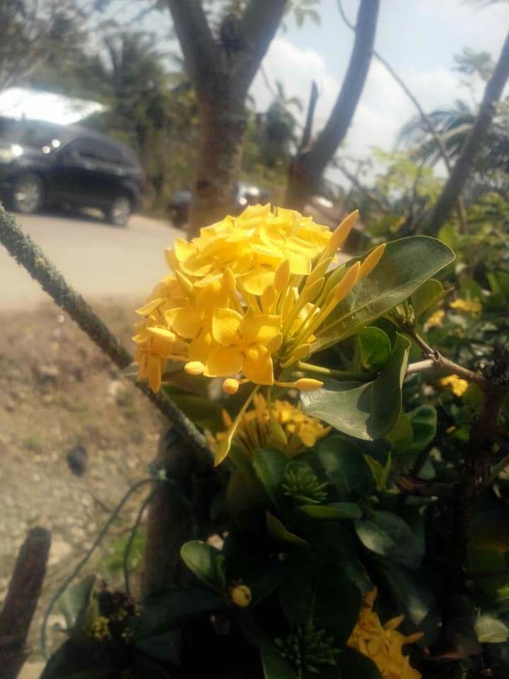 Detail Bunga Kuning Pinggir Jalan Nomer 34