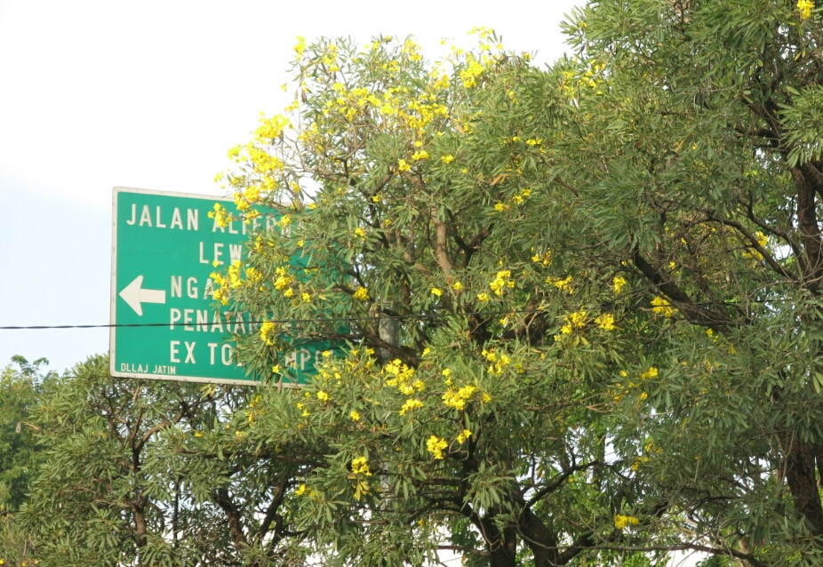 Detail Bunga Kuning Pinggir Jalan Nomer 9