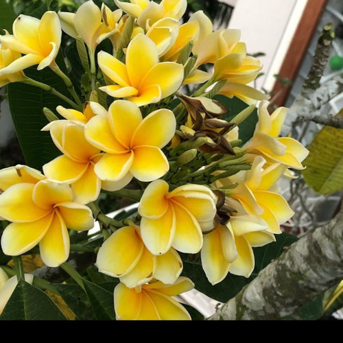 Detail Bunga Kuning Putih Nomer 17
