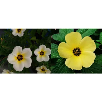 Detail Bunga Kuning Putih Nomer 42