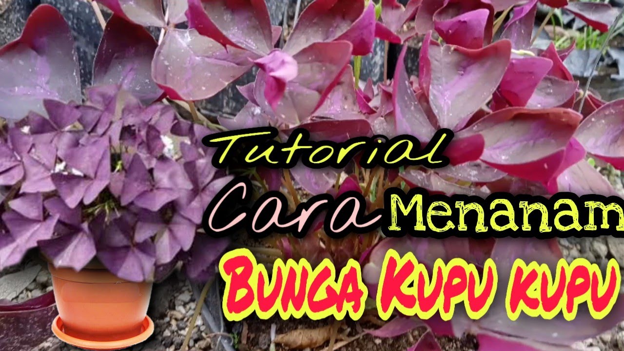 Detail Bunga Kupu Kupu Ungu Nomer 52