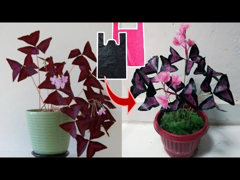 Detail Bunga Kupu2 Ungu Nomer 32