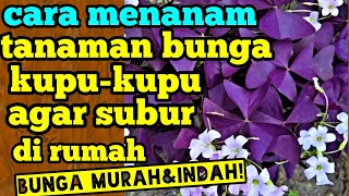 Detail Bunga Kupu2 Ungu Nomer 33