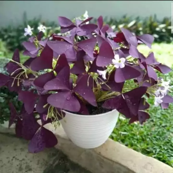 Detail Bunga Kupu2 Ungu Nomer 39