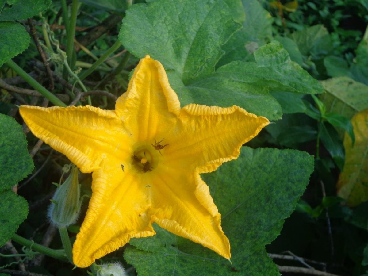 Bunga Labu Kuning - KibrisPDR