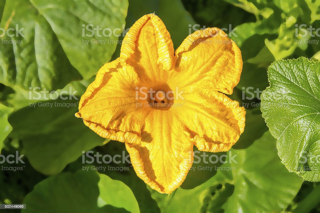 Detail Bunga Labu Kuning Nomer 47