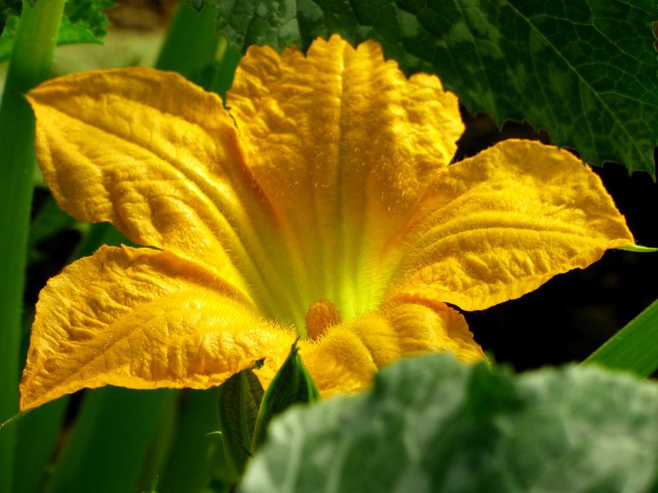 Download Bunga Labu Kuning Nomer 9