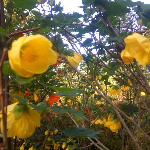 Bunga Lampion Kuning - KibrisPDR
