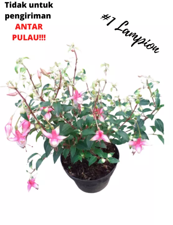 Detail Bunga Lampion Merah Nomer 45