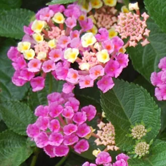 Detail Bunga Lantana Camara Nomer 24