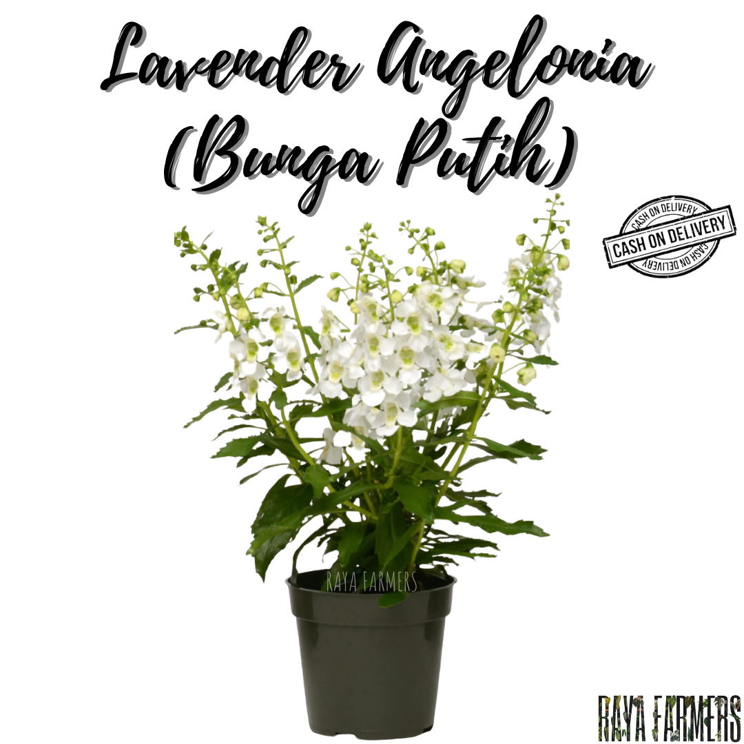 Detail Bunga Lavender Putih Nomer 26