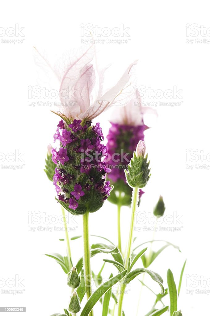 Detail Bunga Lavender Putih Nomer 42