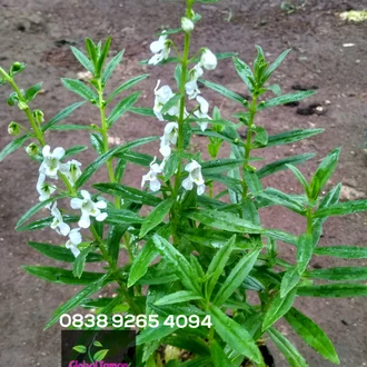 Detail Bunga Lavender Putih Nomer 49
