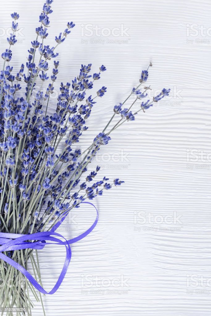 Detail Bunga Lavender Putih Nomer 53