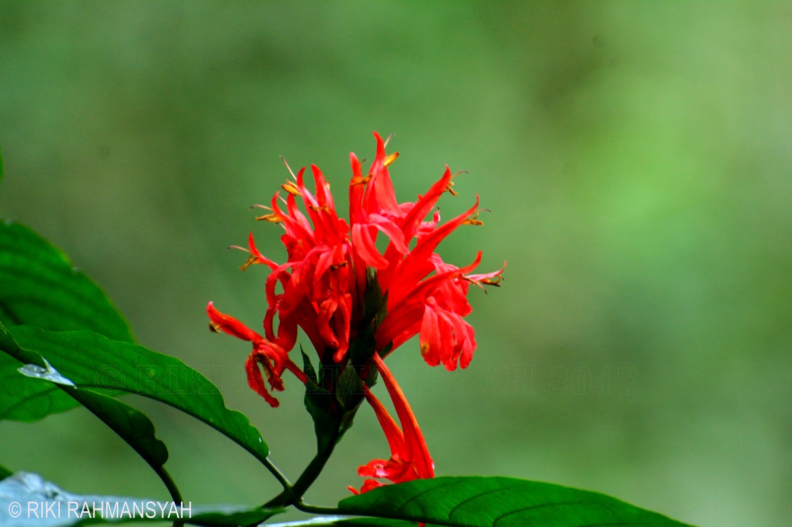 Detail Bunga Liar Di Hutan Nomer 41