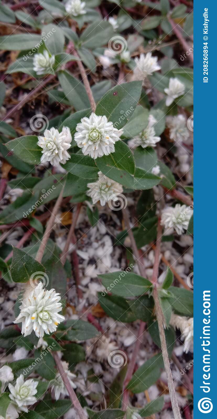 Detail Bunga Liar Putih Nomer 30