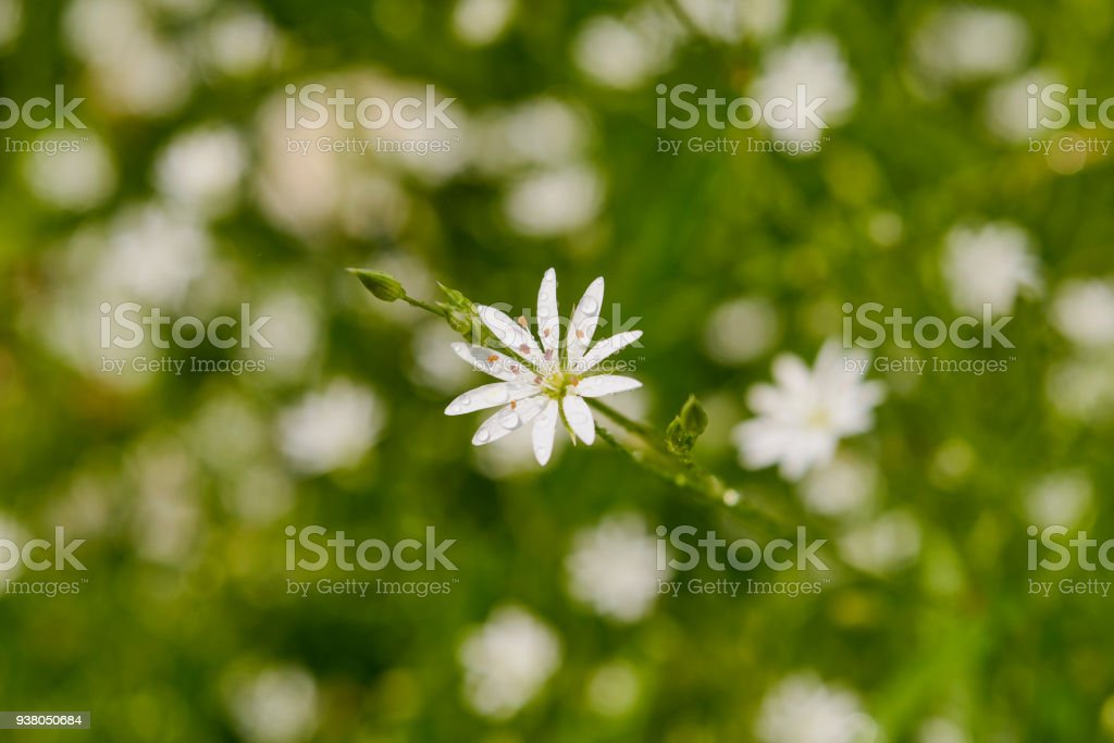 Detail Bunga Liar Putih Nomer 53
